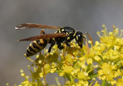 Paper Wasp VF